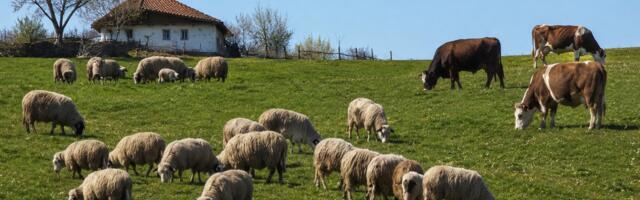 Stočari, proverite vaše eSanduče: Počela isplata za priplodna grla