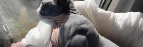 Mačka sa bicepsima zbog kojih ćete se postideti