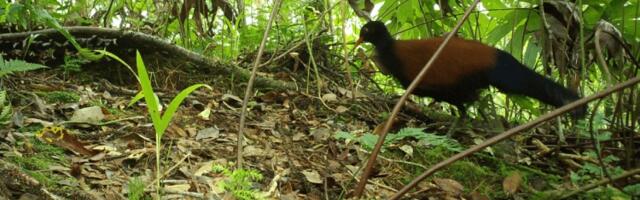 Naučnici otrkili retku pticu po poslednji put viđenu pre 140 godina