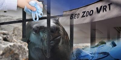Tragična sudbina foke Berta: Miljenik Beogradskog zoološkog vrta uginuo zbog nemara posetilaca, ugušio se igračkama!