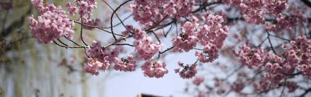 Drastična mera sa ciljem zaštite stanovnika: Čuveni festival ove godine neće biti održan prvi put za 10 godina