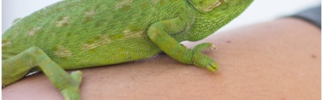 Unutar tužne i odvratne trgovine na tržištu se našao i penis guštera!