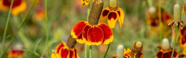 Ovaj cvet neobičnog izgleda postaje pravi HIT: Posadite ga jednom, a ulepšavaće vam vrt godinama