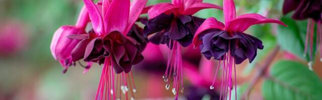 Pretvorite mali balkon u cvetni raj: 7 visećih biljaka koje štede prostor i izgledaju raskošno