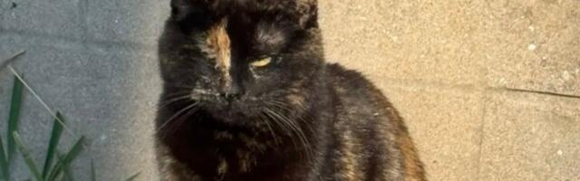 Okica je posebna, ne samo zato što je "kornjača": Mačka sa jednim okom traži dom pun topline