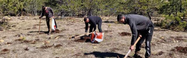 Šta mislite, kom delu Srbije najviše fali drveća? Odgovorite na našu anketu i podržite akciju pošumljavanja
