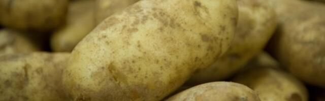 IMA VIŠE GVOŽĐA OD SPANAĆA I KALCIJUMA OD MLEKA! Ovo je NAJZDRAVIJE povrće na svetu - KOŠTA 150 DINARA