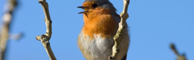 Ova ptice će biti vaš najbolji baštovan: Kako da privučete drozdove