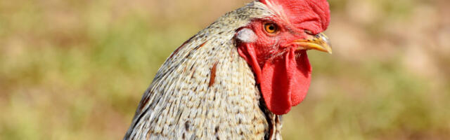 Prvi slučaj ptičjeg gripa H9N2 kod ljudi u Evropi: Potvrđen u Italiji, pacijent u bolnici