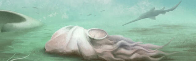 „Најстарија хоботница” на свету ипак није хоботница