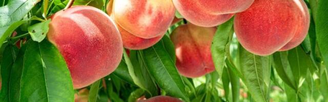 Sočne i krupne breskve pune slatkog soka: Uklonite ovaj deo na stablu i imaćete krošnju punu plodova