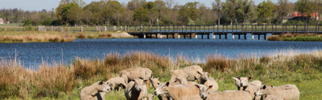 Температуре изнад 30 степени Целзијуса наносе штету усевима, сточарству, рибарству и шумама