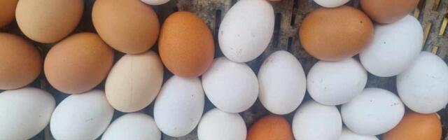 Više od pola miliona jaja iz Srbije uništeno u Severnoj Makedoniji