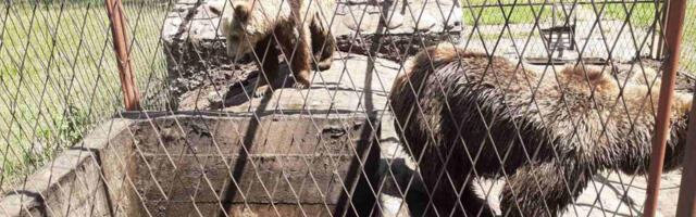 PRONAĐENA DVA MEDVEDA U KAVEZU FIRME IZ OKOLINE KRALJEVA