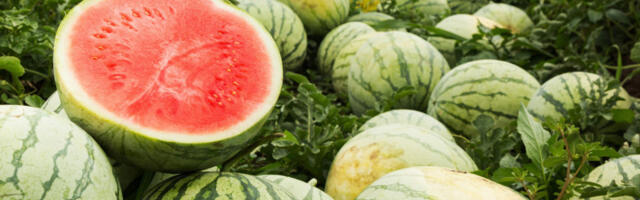 OPASNOST VREBA SA LUBENICA! Da li dobro četkom operete njenu koru pre konzumiranja? Ako je odgovor ne, stanje može da bude MNOGO OZBILJNO!