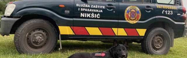CRNA GORA DOBILA SVOG ZIGIJA Spasioci iz Nikšića po prvi put u istoriji dobili psa obučenog za spašavanje ljudi iz ruševina (FOTO)