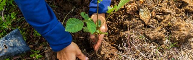 Potpisani ugovori za pošumljavanje sa 38 lokalnih samouprava - novi drvoredi u Čačku, Ljuboviji, Arilju