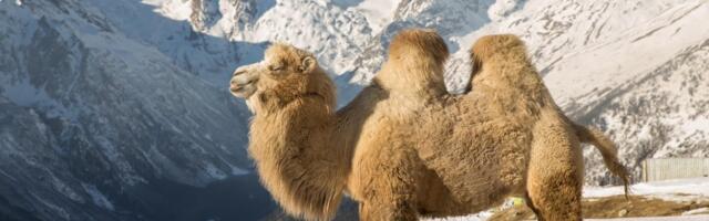 "Životinjski odred" indijske vojske prvi put učestvuje na državnoj paradi