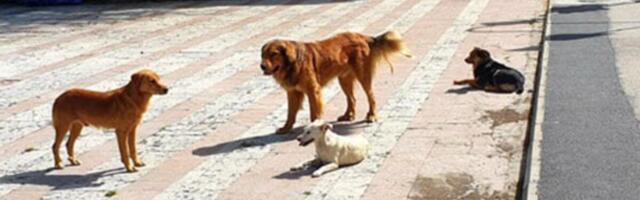 Meštani decu ne smeju da puste do škole, krvoločne lutalice terorišu ovaj deo naše zemlje: Upali su i zaklali...