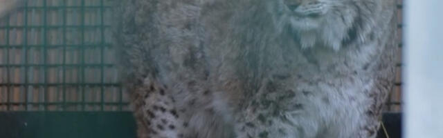 Muke predebele ženke risa digle javnost na noge: Preselili je u Belgiju, ali još uvek traži dom (VIDEO)