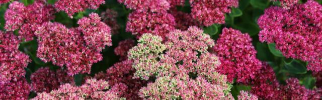 „Luksuzni“ sukulent koji cveta i leči: Biljka koja se lako održava i oplemenjuje svaki vrt