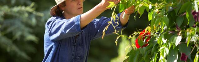 Kada i kako se pravilno orezuju ruže: Korak po korak - vodič za najlepšu baštu u kraju!