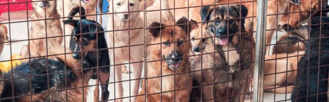 U azilima širom sveta sve manje mesta: Zašto ljudi i dalje kupuju ljubimce umesto da ih udomljavaju?