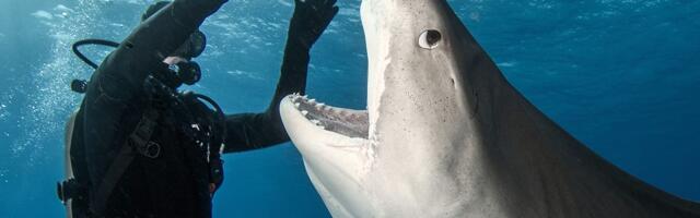 Ajkule na Bahamima pozitivne na kokain, kofein i lekove protiv bolova