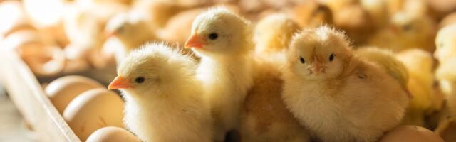 ISTORIJSKA POBEDA za životinje: Od 2027. Italija uvodi zabranu okrutne eliminacije jednodnevnih pilića