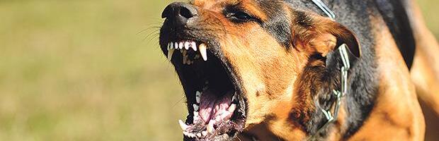 "OBORILI SU JE I KIDALI, TRI PUTA JE GUBILA SVEST" Komšije opisale užasan napad dva psa na ženu koja ih je čuvala!