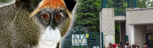 Zola i Pan-Pan su novi ljubavni par u beogradskom Zoo vrtu - njihova priča će vas oraspoložiti