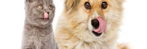 Hrana koju nikako ne smete davati ljubimcima