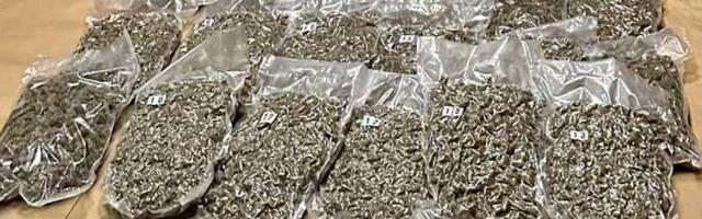 Policija u Prokuplju zaplenila oko 9,5 kilograma marihuane, uhapšen mladić iz Podujeva