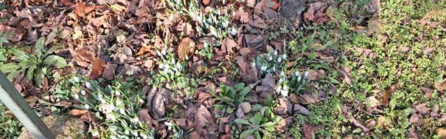 VISIBABE NA KRSTOVDAN! Predivna scena u Vranju - Posle novembarskih ruža pojavili se i vesnici proleća (FOTO)