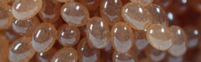 Kako sprečiti da se krpelji usele u kuću i naprave gnezda: Ako ih primetite, samo ovo uradite, i nestaće zauvek!