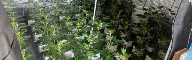 U stanovima napravio laboratorije marihuane: Zaplenjeno 350 biljaka kanabisa (FOTO)