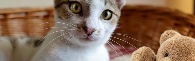 (VIDEO) Mačka - rame za plakanje: Pogledajte kako je krznena lepotica tešila uplakanu devojčicu