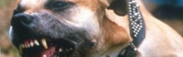 PAS SKOČIO NA DETE I UJEO GA ZA RUKU! Mališan se vraćao iz vrtića, a sve se odigralo u Kruševcu!