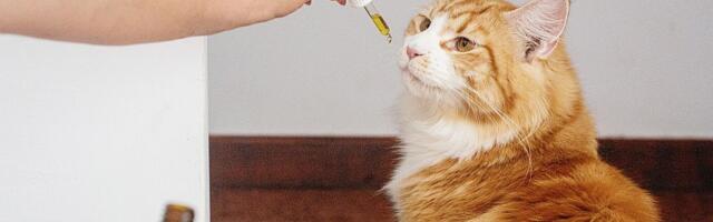 Veterinari upozoravaju: Ne lečite kućne ljubimce na društvenim mrežama
