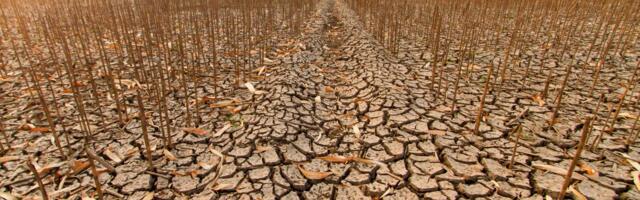 Globalni prinosi useva proteklih decenija pali i do 13%: Klimatske promene menjaju sudbinu glavnih kultura