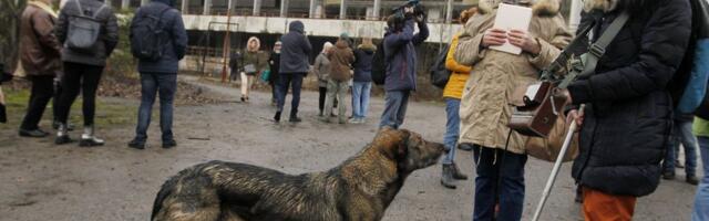 VESTI IZ ČERNOBILJSKE ZONE Priroda se oporavila, a životinje su POTPUNO DRUGAČIJE zbog radijacije