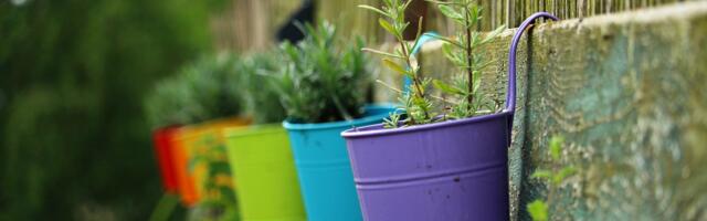 Trik sa šibicama spasiće svaku biljku koja vene