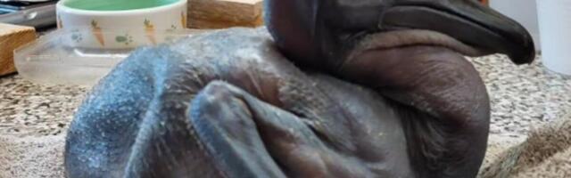 NOVA BEBA PELIKANA STIGLA U BEO ZOO VRT: Već je stekla simpatije posetioca (VIDEO)