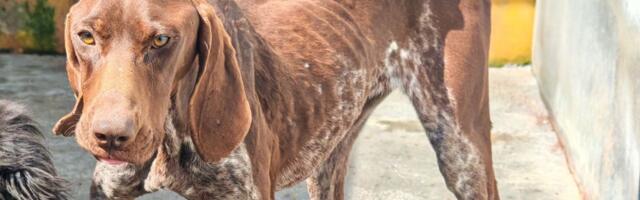 Una ostavljena u azilu, ne zna u čemu je pogrešila: Zašto mnogi lovački psi često završe iza rešetaka