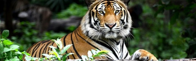 Tigar postavio do sada nezabeležen rekord: Prešao 3000 kilometara iz šale