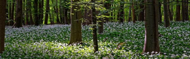 Rumunija: EU daje 200 miliona evra da se ne bi seklo drveće