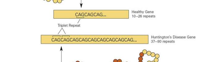 Zašto je fatalnom Hantingtonovom genu potrebno toliko dugo da izazove štetu