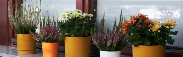 Hrizanteme - najlepše jesenje kompozicije za balkon i dom