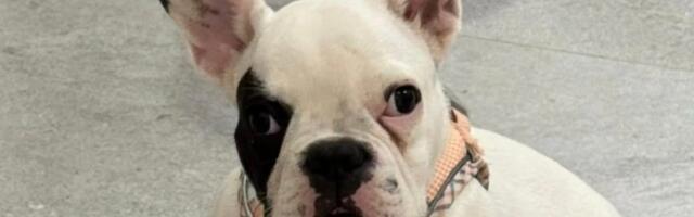 Belka ima devet meseci, vakcinisana je i čipovana: Udomitelj mora da ispuni jedan VAŽAN USLOV