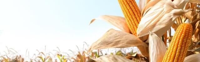 Jedan deo kukuruza stalno bacate, a prava je riznica zdravlja: Smanjuje otok i reguliše krvni pritisak